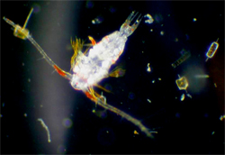 Plankton: de roeipootkreeft