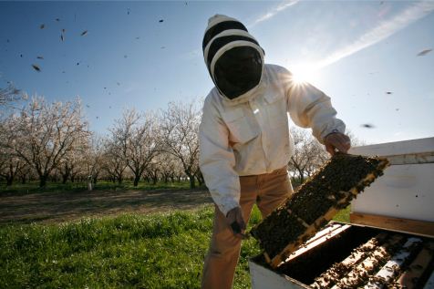 Een onderzoeken in Amerika bekijkt zijn korven: toptijdschrift <i>Science</i> legde daar onlangs een link tussen bijensterfte en pesticiden. Foto: Michael Maloney/San Francisco Chronicle/Corbis