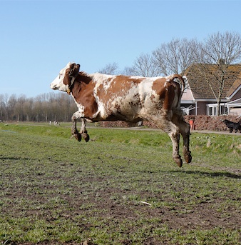 Je kunt springen als een koe in de wei... Foto: Berry Stokvis/HH