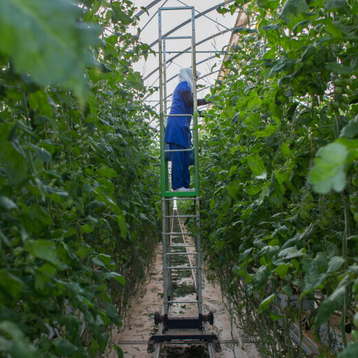 Hoe een Nederlandse Fairtrade tomatenkweker Tunesische boeren uitdroogt